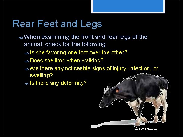 Rear Feet and Legs When examining the front and rear legs of the animal, Rear Feet and Legs When examining the front and rear legs of the animal,