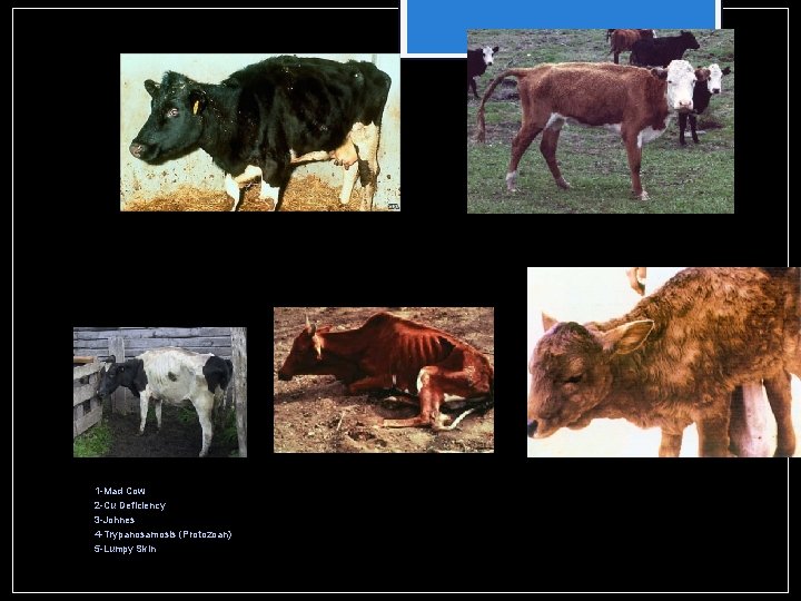 1 -Mad Cow 2 -Cu Deficiency 3 -Johnes 4 -Trypanosamosis (Protozoan) 5 -Lumpy Skin 1 -Mad Cow 2 -Cu Deficiency 3 -Johnes 4 -Trypanosamosis (Protozoan) 5 -Lumpy Skin