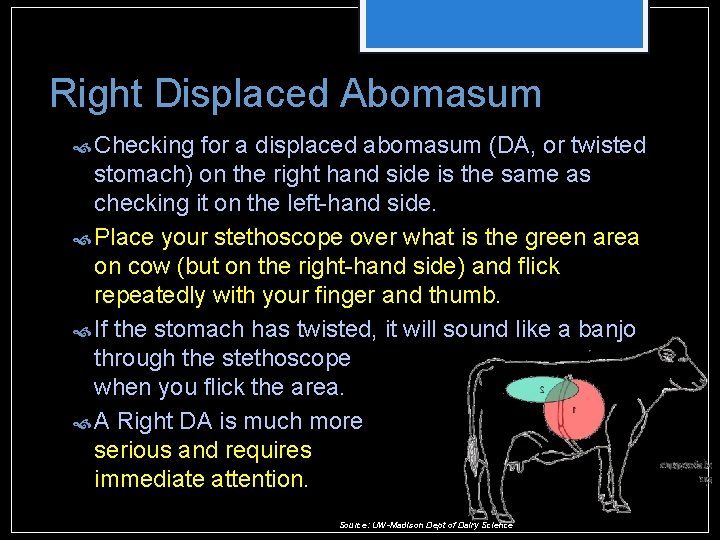 Right Displaced Abomasum Checking for a displaced abomasum (DA, or twisted stomach) on the Right Displaced Abomasum Checking for a displaced abomasum (DA, or twisted stomach) on the