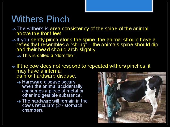 Withers Pinch The withers is area consistency of the spine of the animal above Withers Pinch The withers is area consistency of the spine of the animal above
