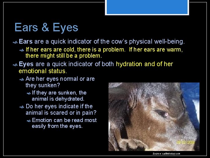 Ears & Eyes Ears are a quick indicator of the cow’s physical well-being. If Ears & Eyes Ears are a quick indicator of the cow’s physical well-being. If