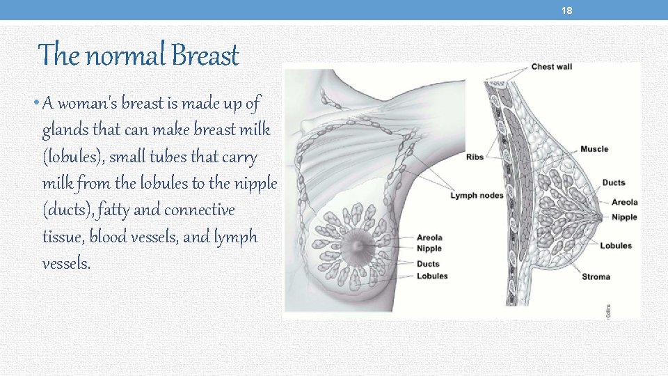 18 The normal Breast • A woman's breast is made up of glands that