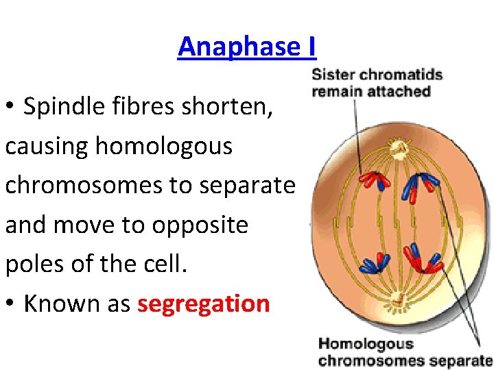 Anaphase I • Spindle fibres shorten, causing homologous chromosomes to separate and move to
