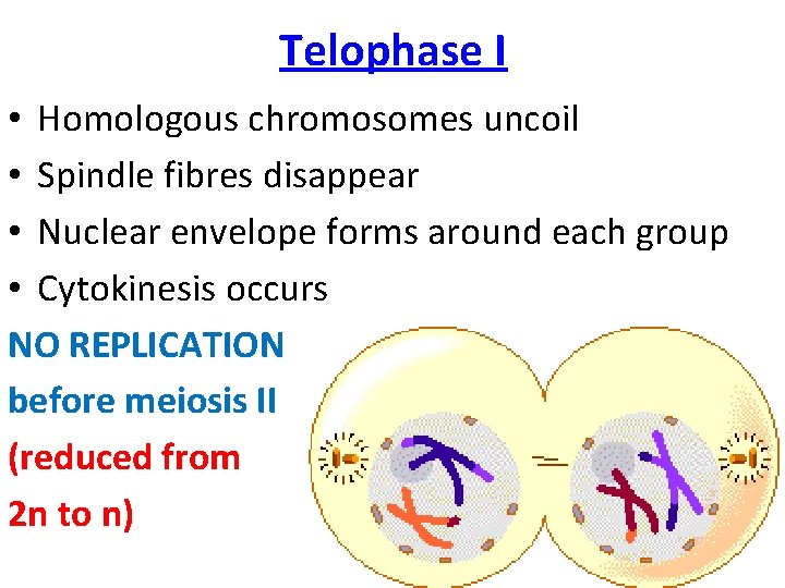 Telophase I • Homologous chromosomes uncoil • Spindle fibres disappear • Nuclear envelope forms