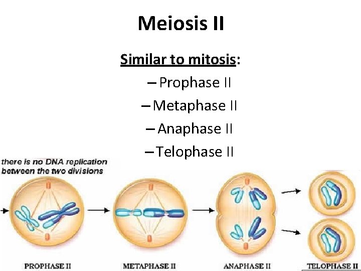 Meiosis II Similar to mitosis: – Prophase II – Metaphase II – Anaphase II