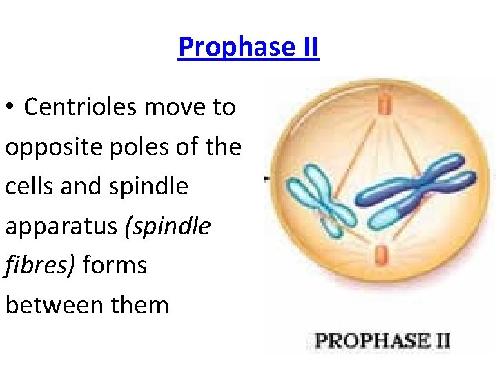 Prophase II • Centrioles move to opposite poles of the cells and spindle apparatus