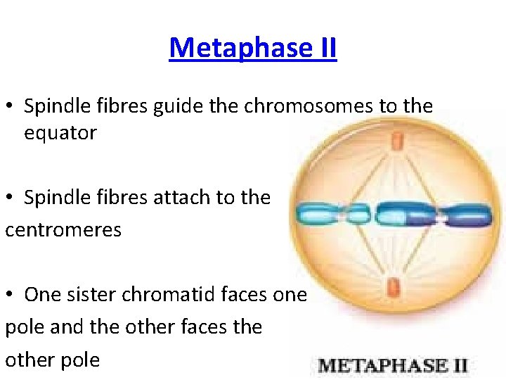 Metaphase II • Spindle fibres guide the chromosomes to the equator • Spindle fibres