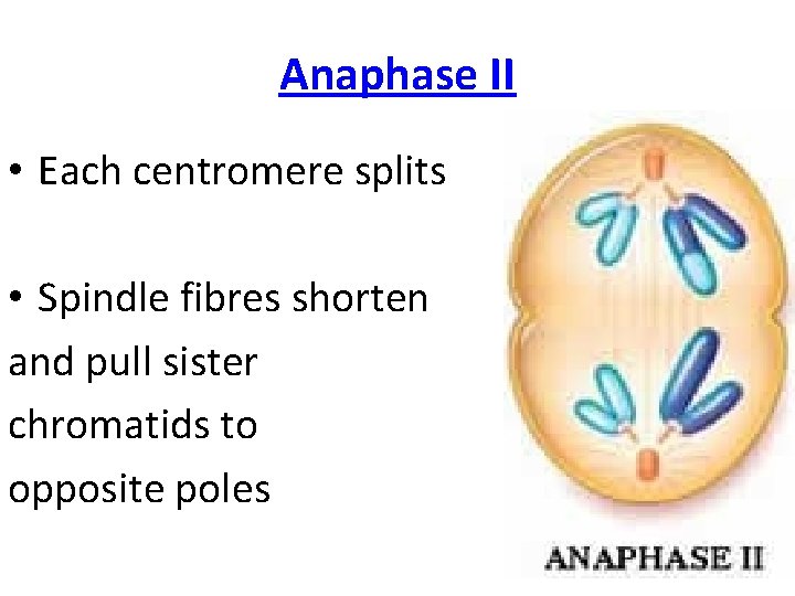 Anaphase II • Each centromere splits • Spindle fibres shorten and pull sister chromatids