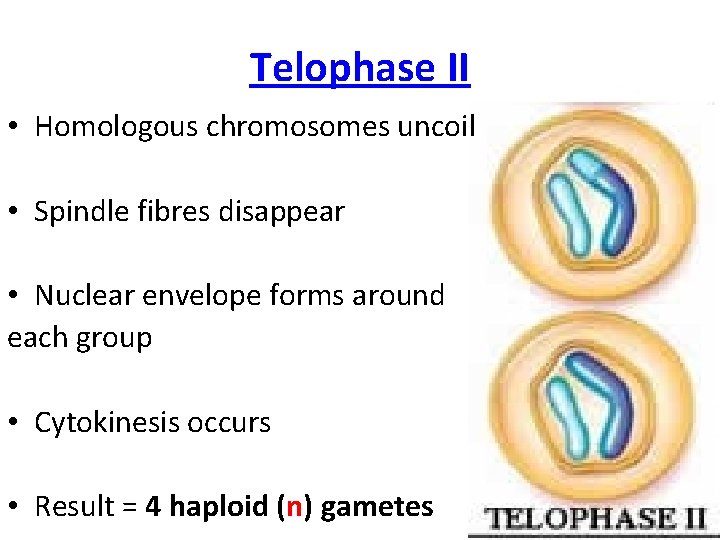 Telophase II • Homologous chromosomes uncoil • Spindle fibres disappear • Nuclear envelope forms