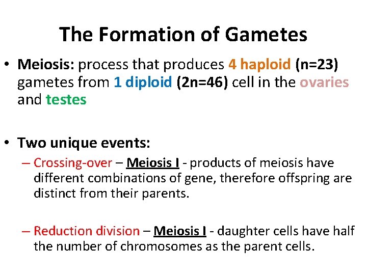 The Formation of Gametes • Meiosis: process that produces 4 haploid (n=23) gametes from