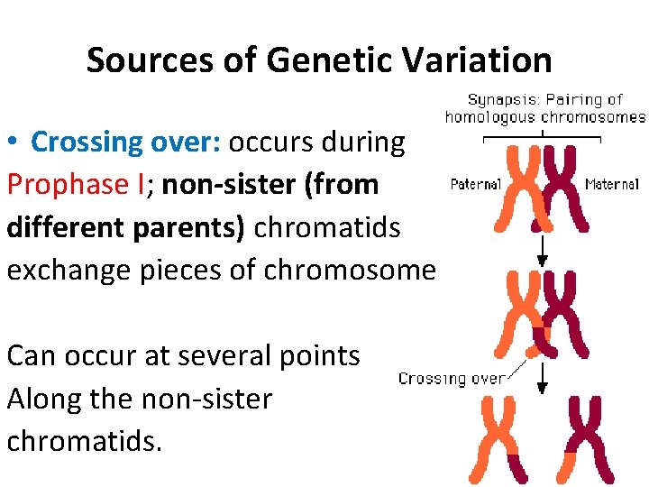 Sources of Genetic Variation • Crossing over: occurs during Prophase I; non-sister (from different