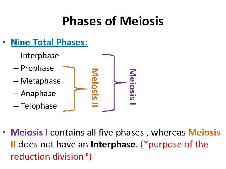 Phases of Meiosis • Nine Total Phases: Meiosis II – Interphase – Prophase –