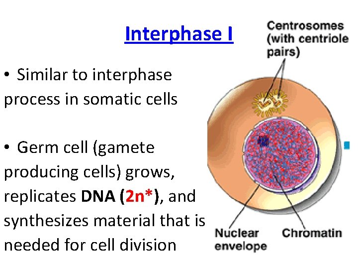 Interphase I • Similar to interphase process in somatic cells • Germ cell (gamete