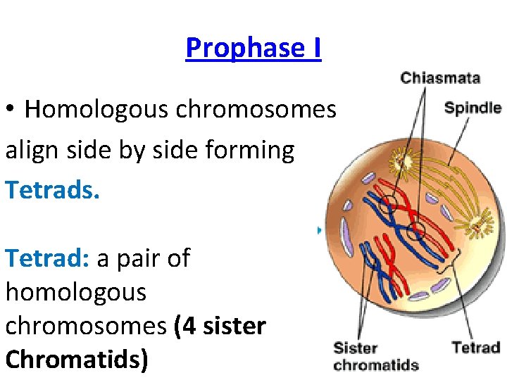 Prophase I • Homologous chromosomes align side by side forming Tetrads. Tetrad: a pair