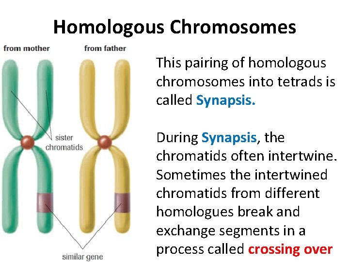 Homologous Chromosomes This pairing of homologous chromosomes into tetrads is called Synapsis. During Synapsis,