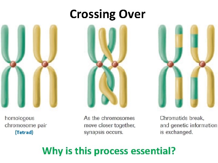 Crossing Over (Tetrad) Why is this process essential? 