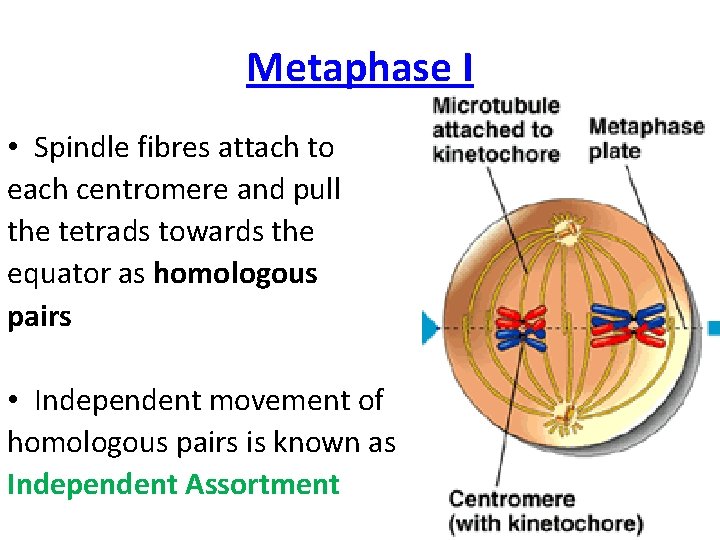 Metaphase I • Spindle fibres attach to each centromere and pull the tetrads towards