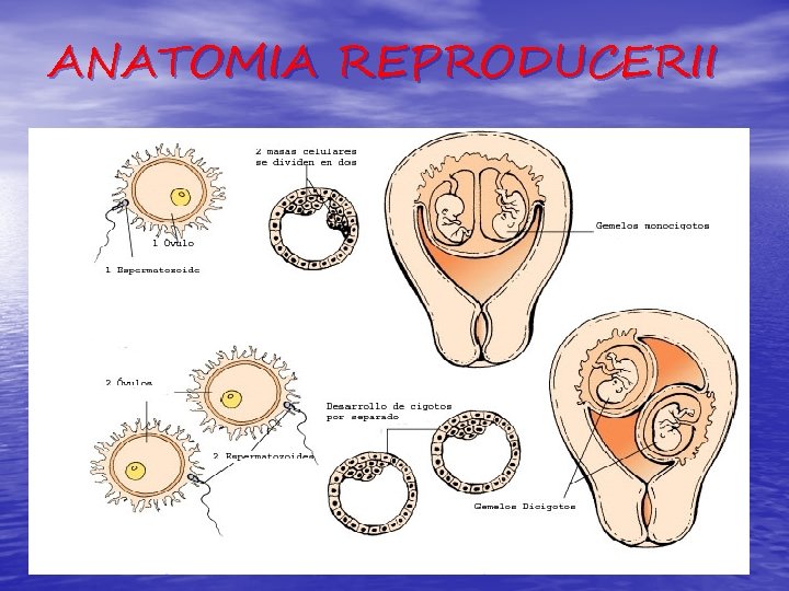 ANATOMIA REPRODUCERII 