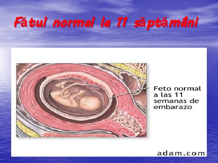 Fătul normal la 11 săptămâni 