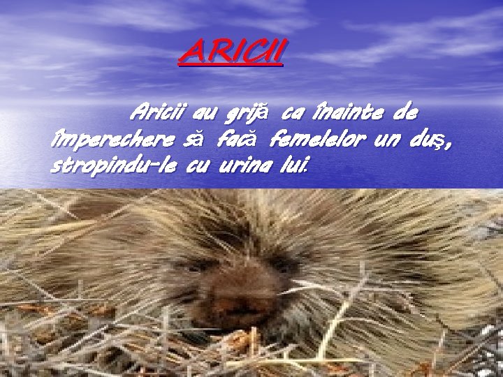 ARICII Aricii au grijă ca înainte de împerechere să facă femelelor un duş, stropindu-le