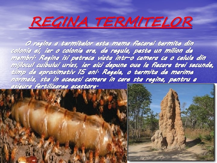 REGINA TERMITELOR O regina a termitelor este mama fiecarei termite din colonia ei, iar
