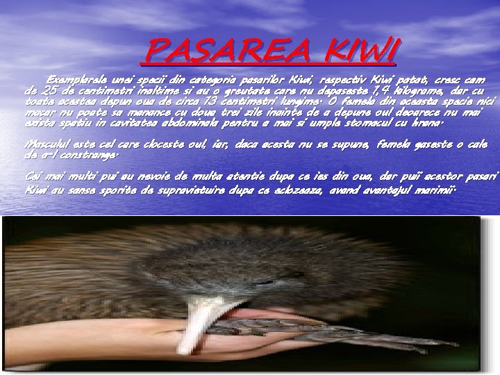 PASAREA KIWI Exemplarele unei specii din categoria pasarilor Kiwi, respectiv Kiwi patat, cresc cam