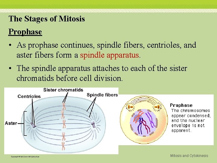 The Stages of Mitosis Prophase • As prophase continues, spindle fibers, centrioles, and aster