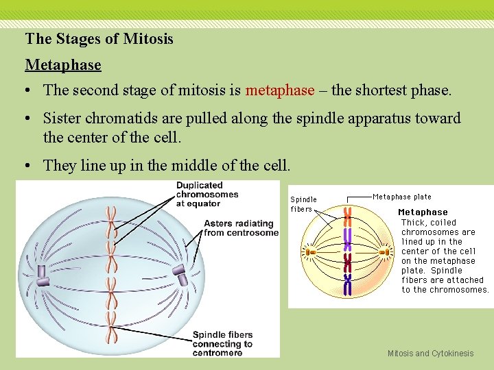 The Stages of Mitosis Metaphase • The second stage of mitosis is metaphase –