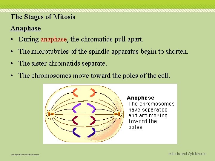 The Stages of Mitosis Anaphase • During anaphase, the chromatids pull apart. • The