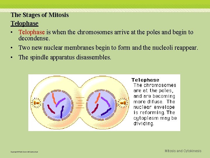 The Stages of Mitosis Telophase • Telophase is when the chromosomes arrive at the