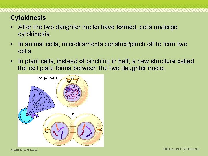 Cytokinesis • After the two daughter nuclei have formed, cells undergo cytokinesis. • In