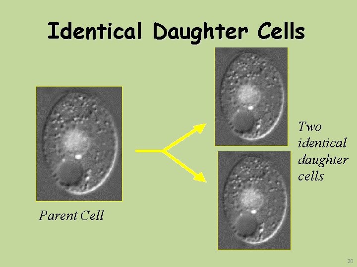 Identical Daughter Cells Two identical daughter cells Parent Cell 20 