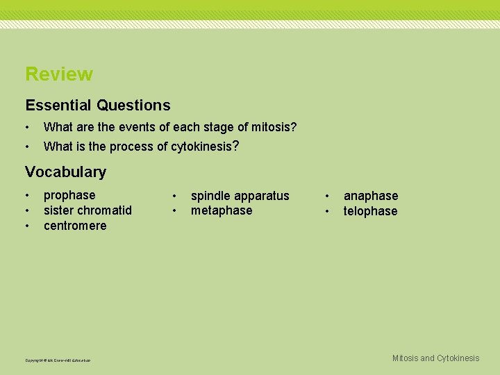 Review Essential Questions • What are the events of each stage of mitosis? •