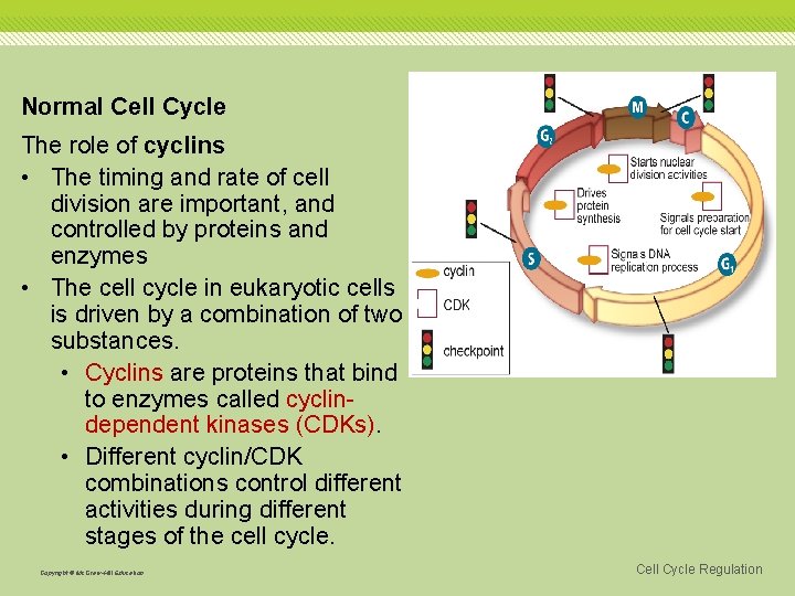 Normal Cell Cycle The role of cyclins • The timing and rate of cell