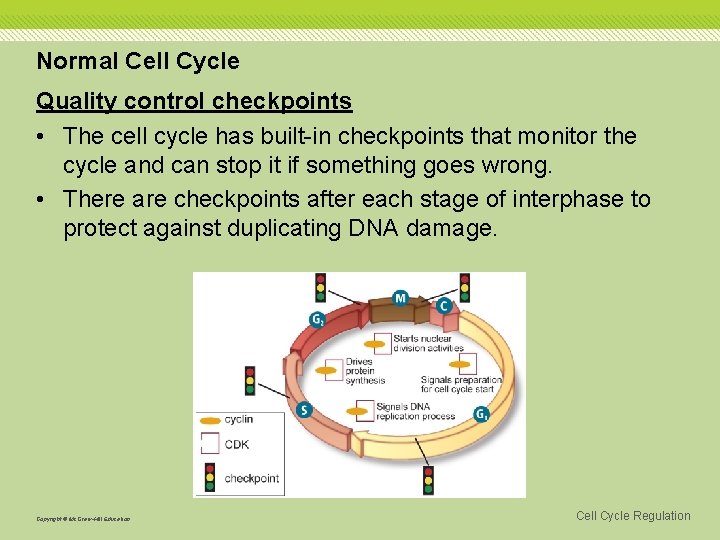 Normal Cell Cycle Quality control checkpoints • The cell cycle has built-in checkpoints that