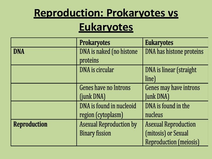 Reproduction: Prokaryotes vs Eukaryotes 