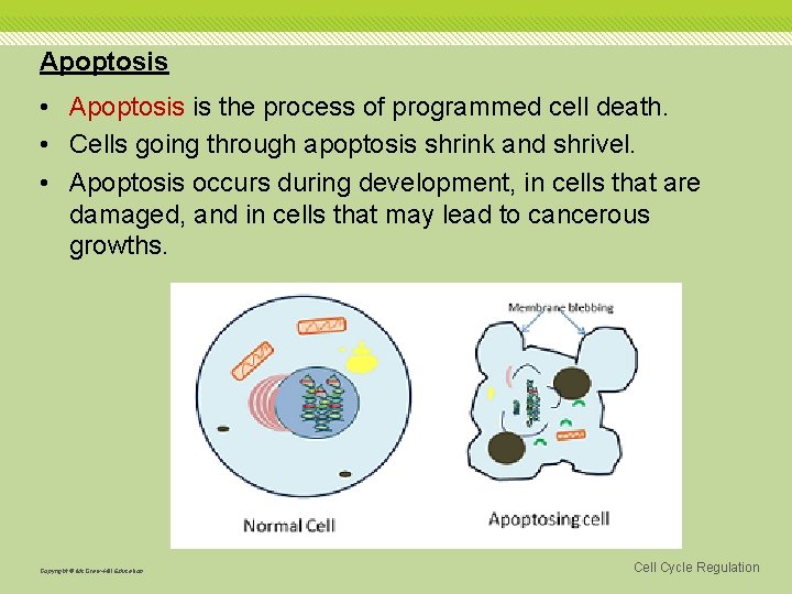 Apoptosis • Apoptosis is the process of programmed cell death. • Cells going through