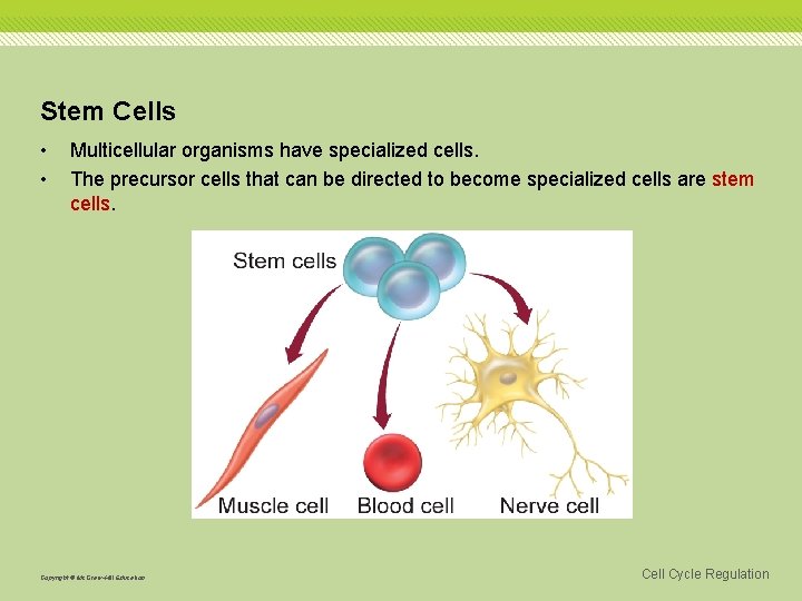 Stem Cells • • Multicellular organisms have specialized cells. The precursor cells that can