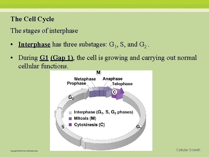 The Cell Cycle The stages of interphase • Interphase has three substages: G 1,