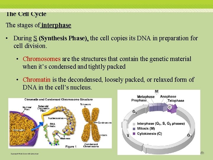 The Cell Cycle The stages of interphase • During S (Synthesis Phase), the cell