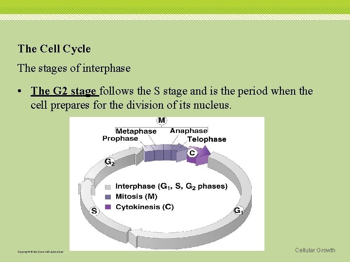 The Cell Cycle The stages of interphase • The G 2 stage follows the