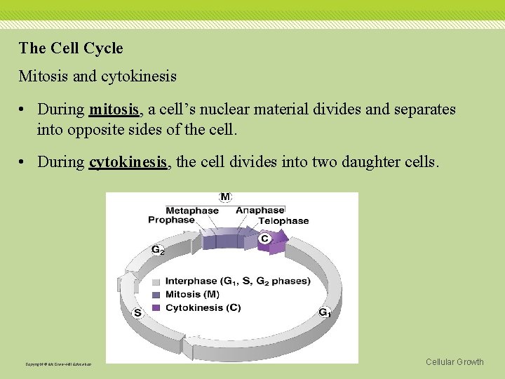 The Cell Cycle Mitosis and cytokinesis • During mitosis, a cell’s nuclear material divides