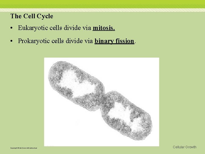 The Cell Cycle • Eukaryotic cells divide via mitosis. • Prokaryotic cells divide via