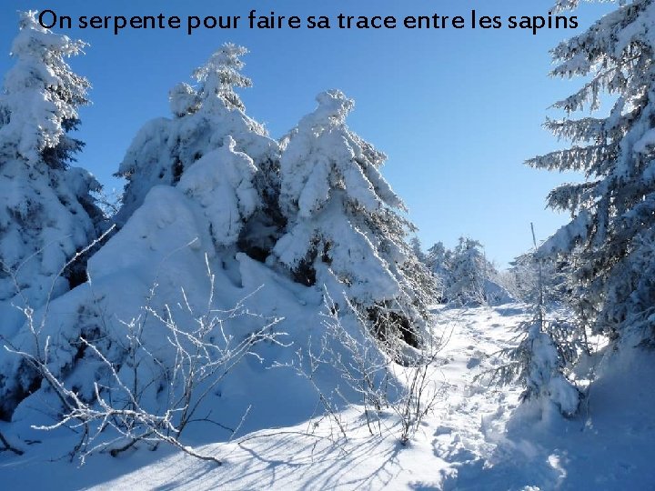 On serpente pour faire sa trace entre les sapins 