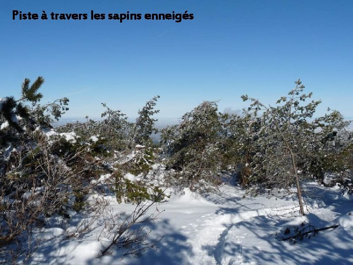 Piste à travers les sapins enneigés 