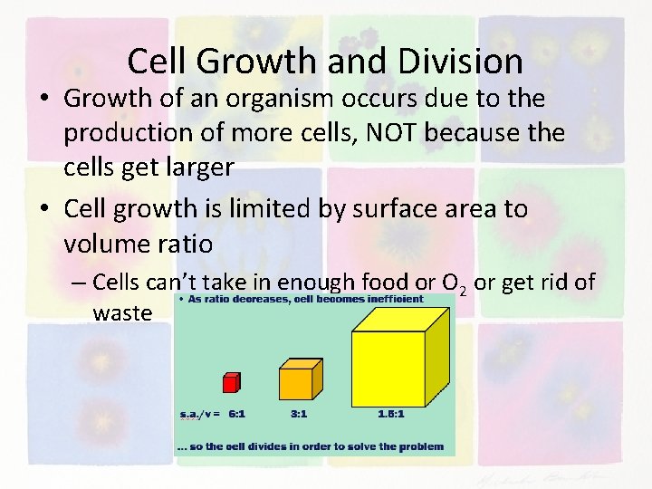 Cell Growth and Division • Growth of an organism occurs due to the production
