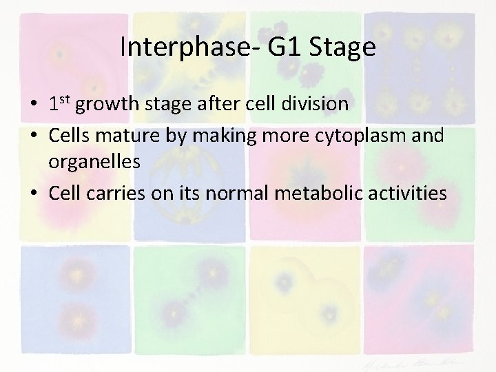 Interphase- G 1 Stage • 1 st growth stage after cell division • Cells