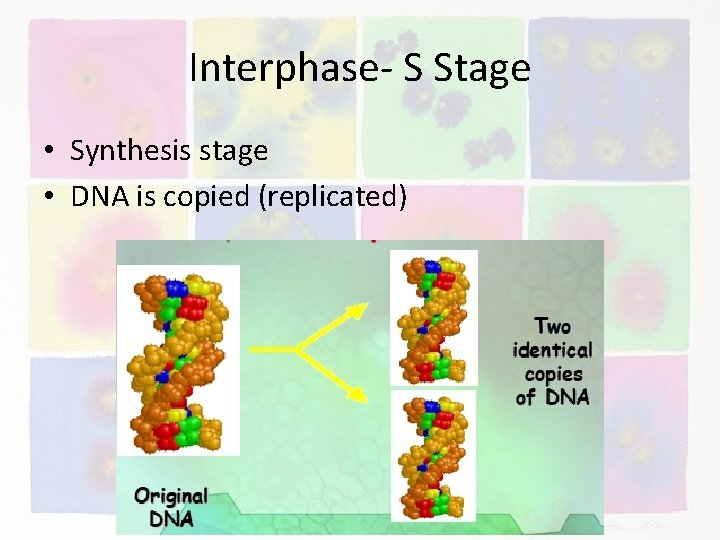 Interphase- S Stage • Synthesis stage • DNA is copied (replicated) 