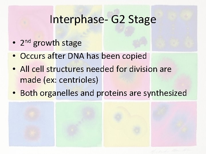 Interphase- G 2 Stage • 2 nd growth stage • Occurs after DNA has