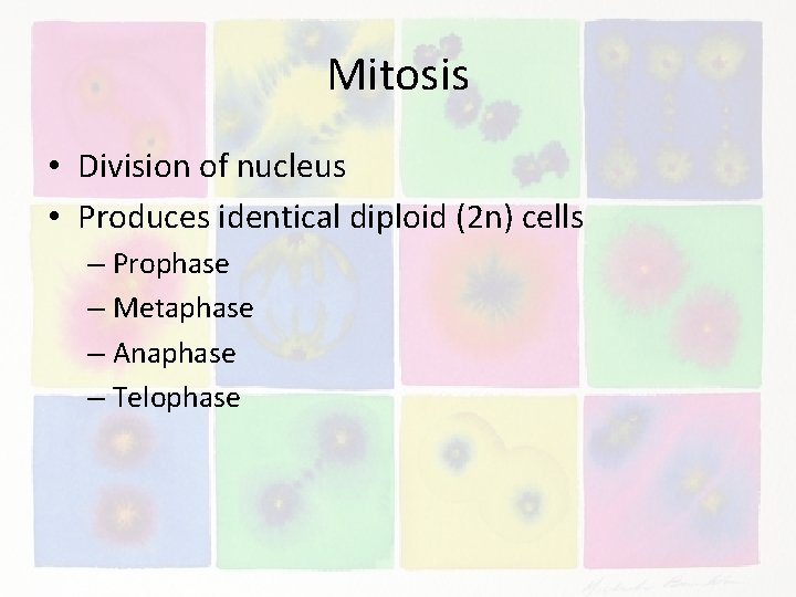 Mitosis • Division of nucleus • Produces identical diploid (2 n) cells – Prophase